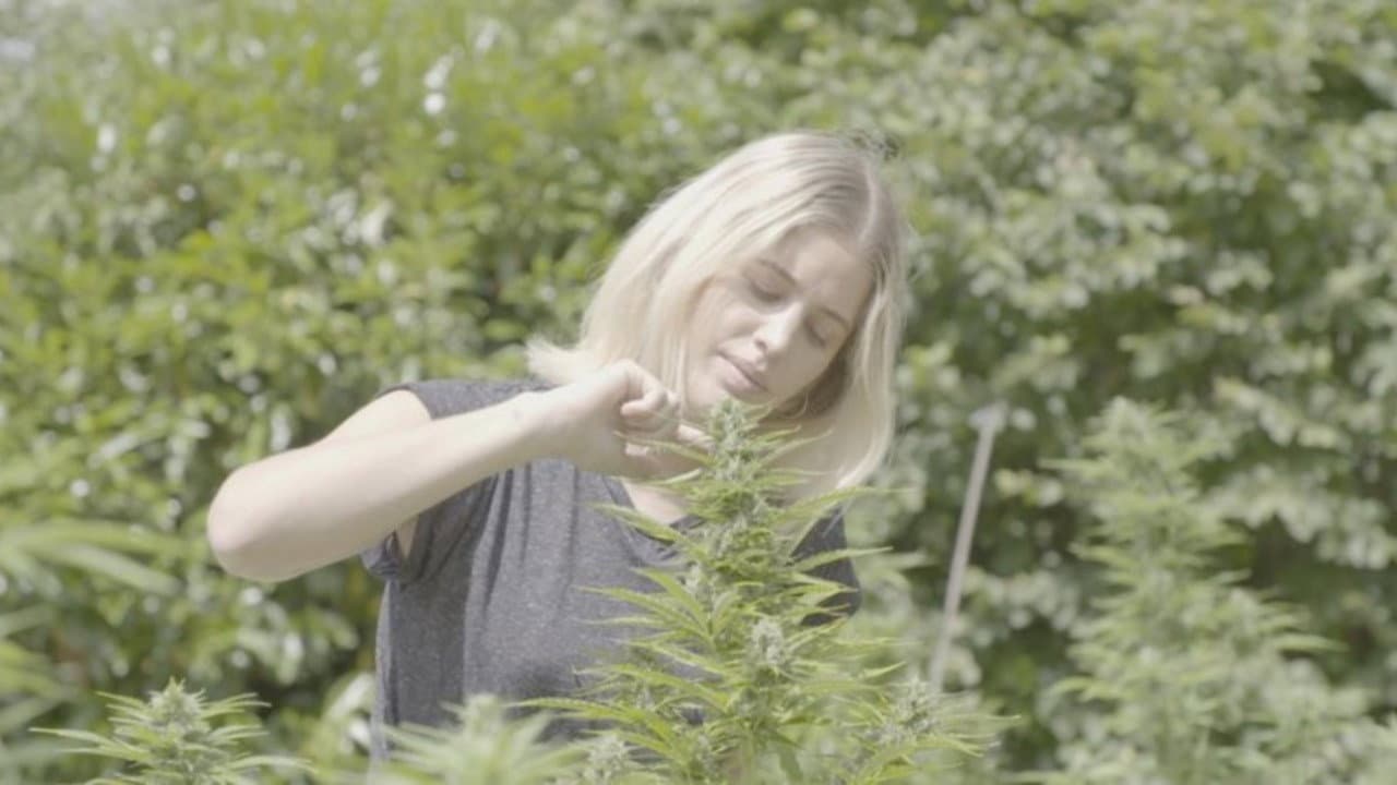 Cannabiz