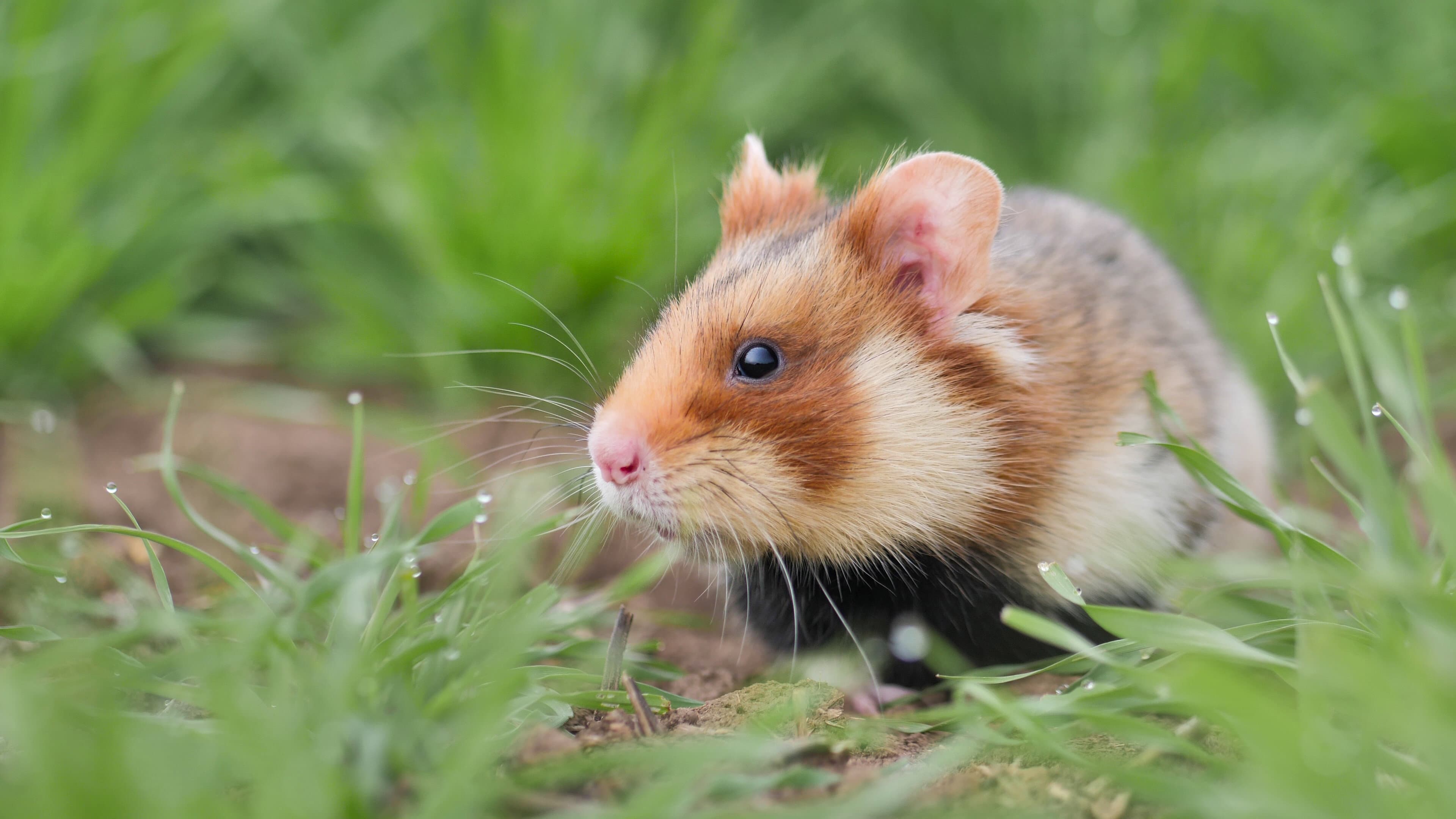 The Last Common Hamsters