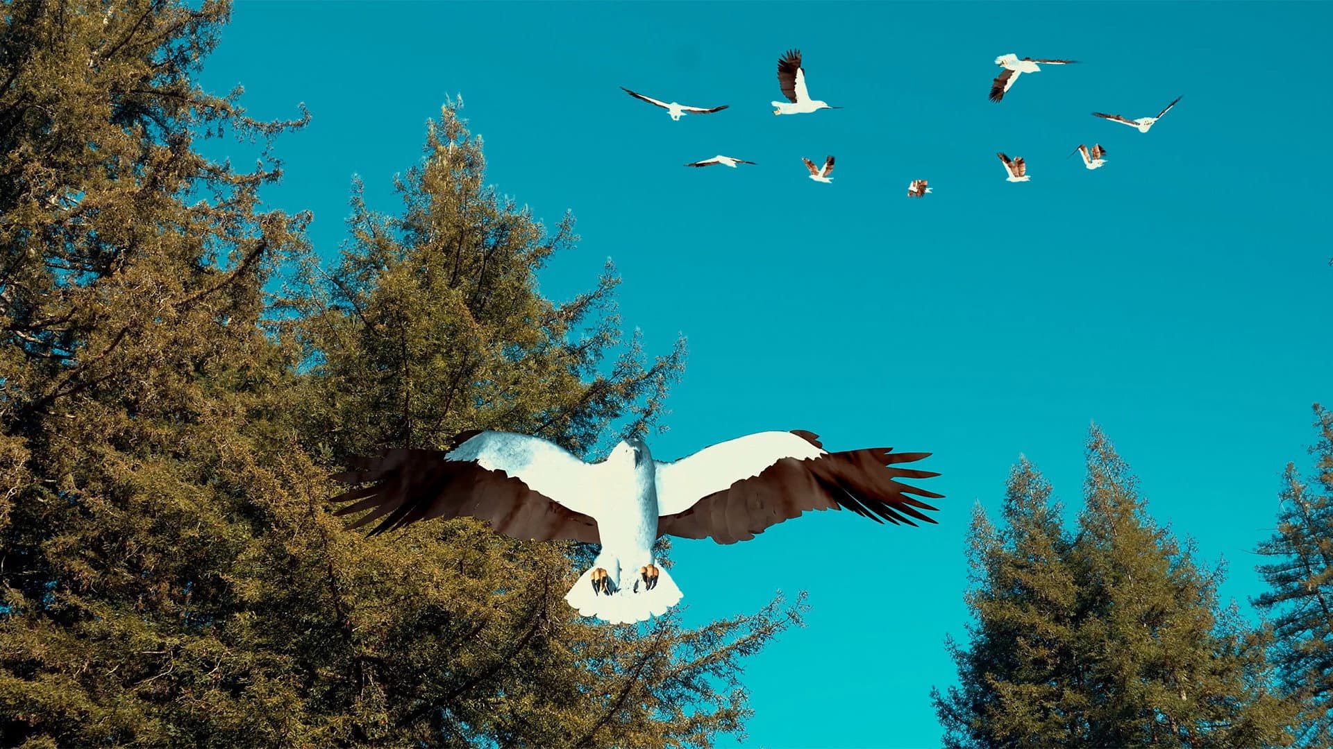 Birdemic 3: Sea Eagle