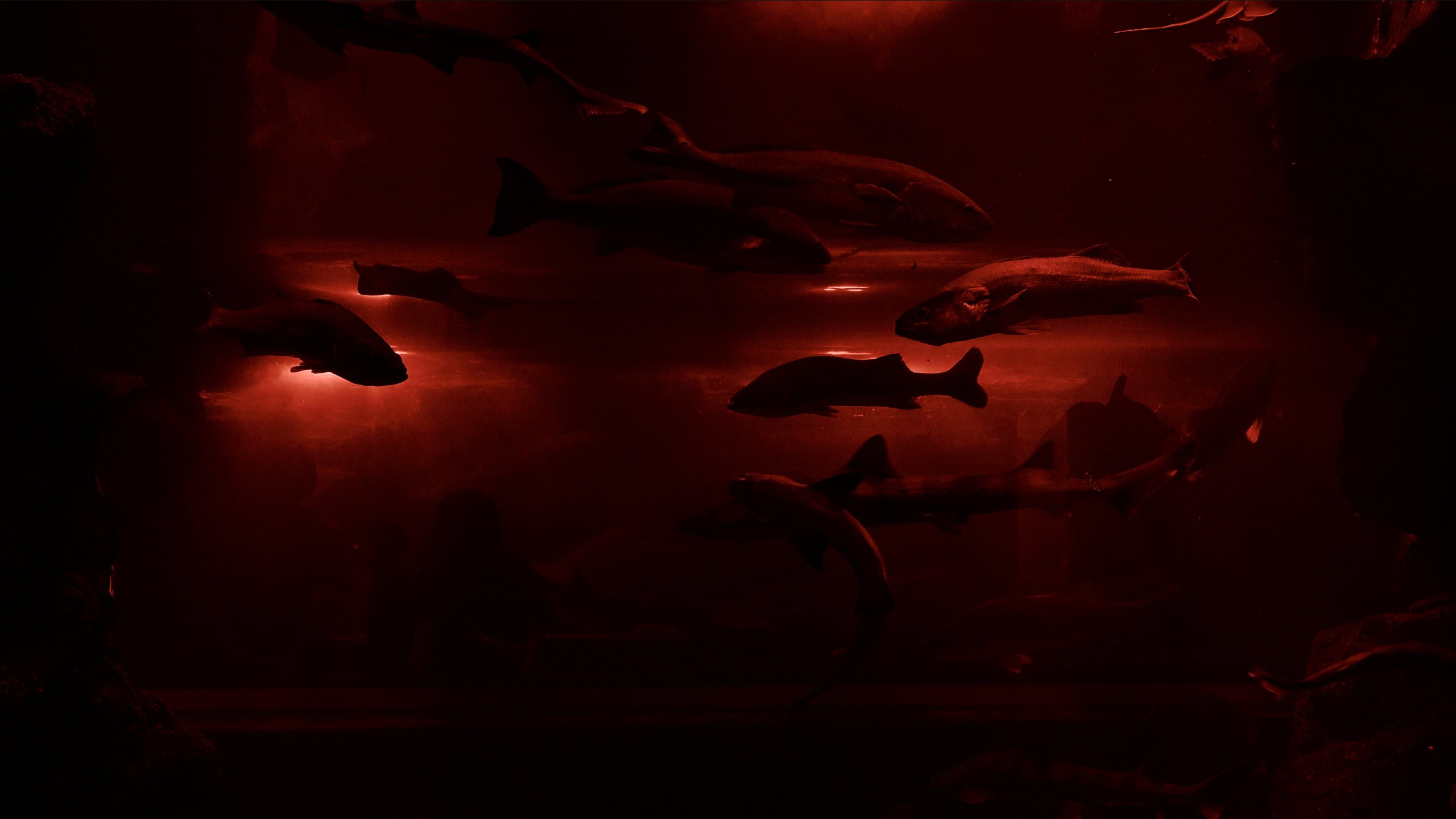 Red Wave
