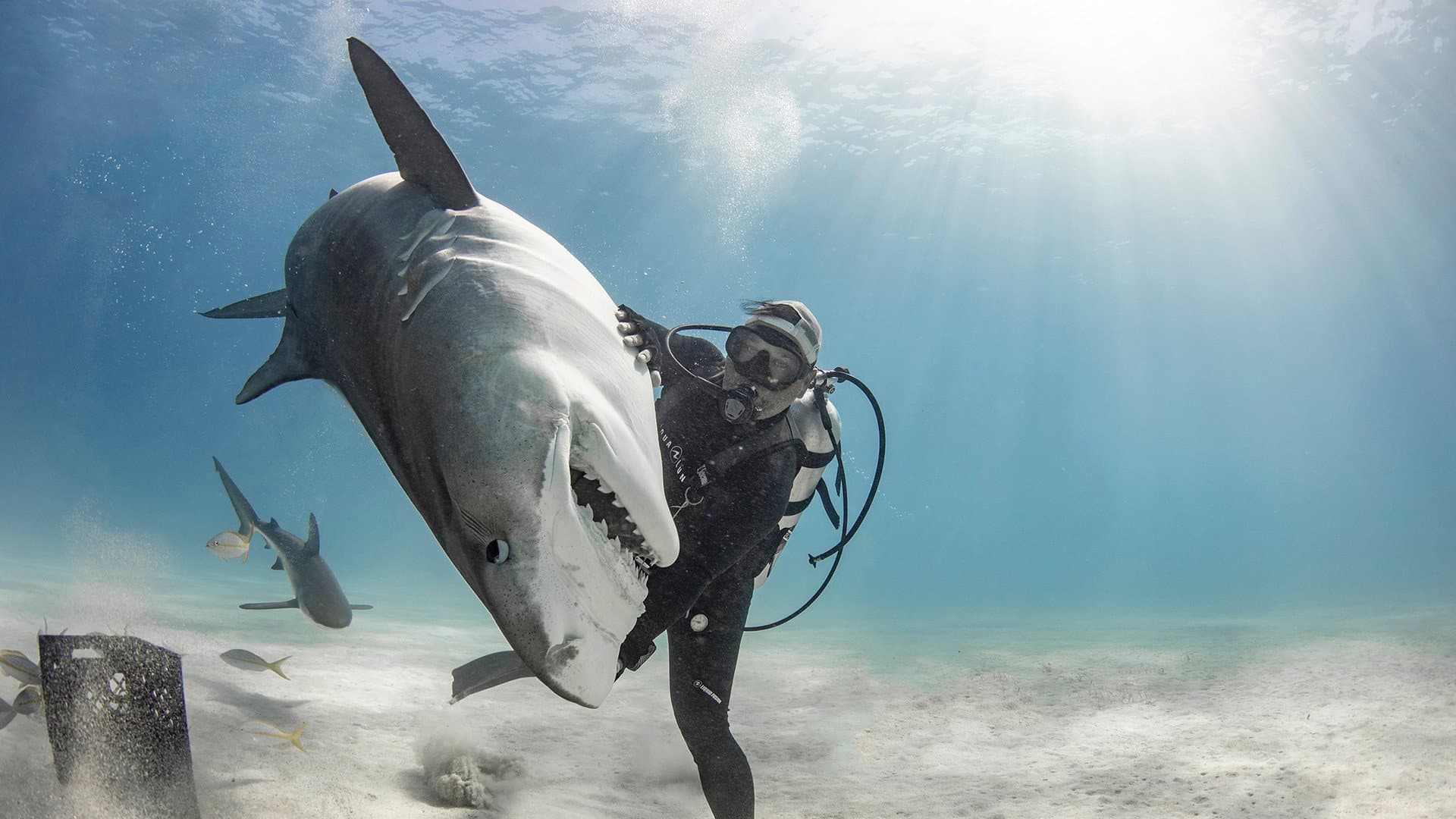 Tiger Shark Beach