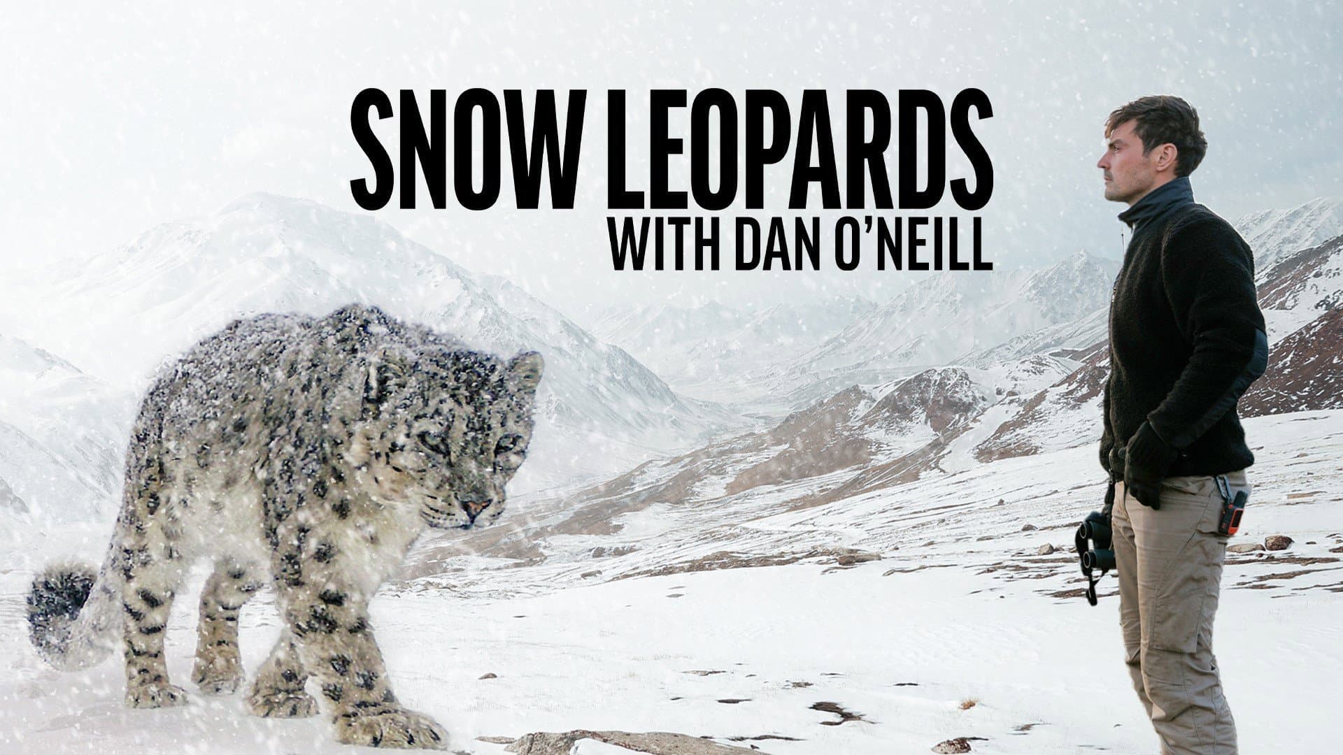 Snow Leopards with Dan O'Neill