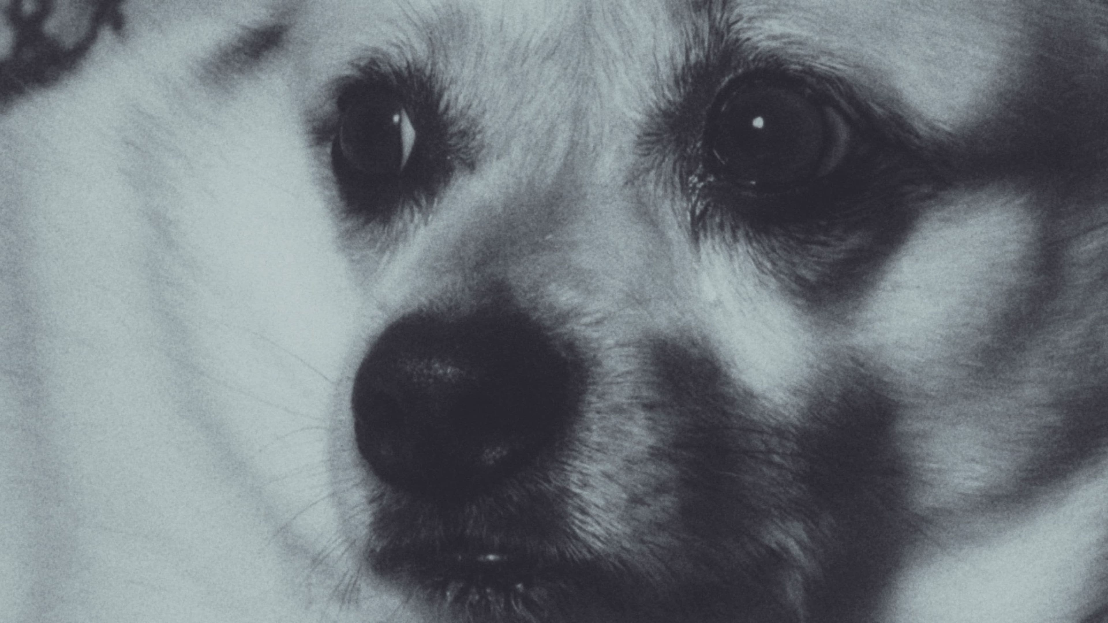 Adeline The Dog!