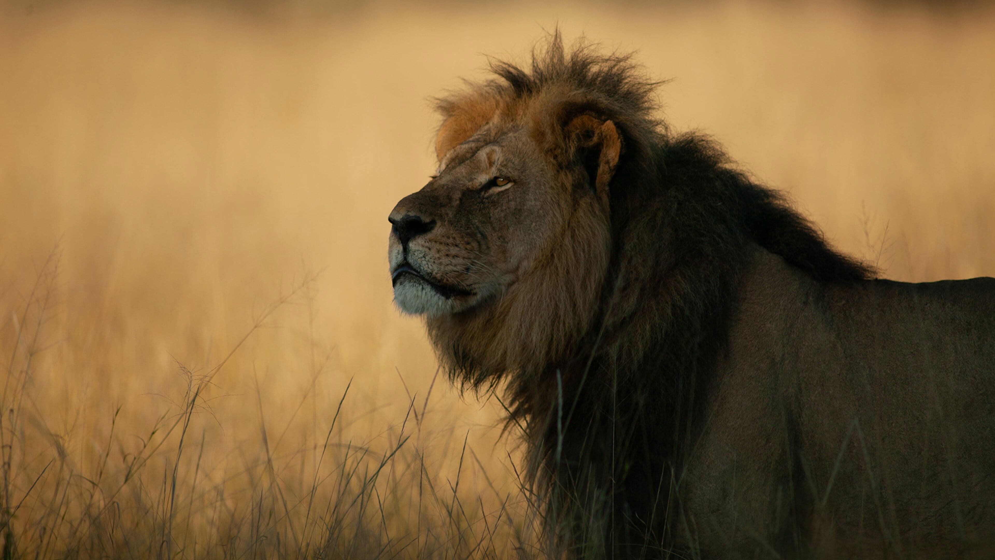 Cecil