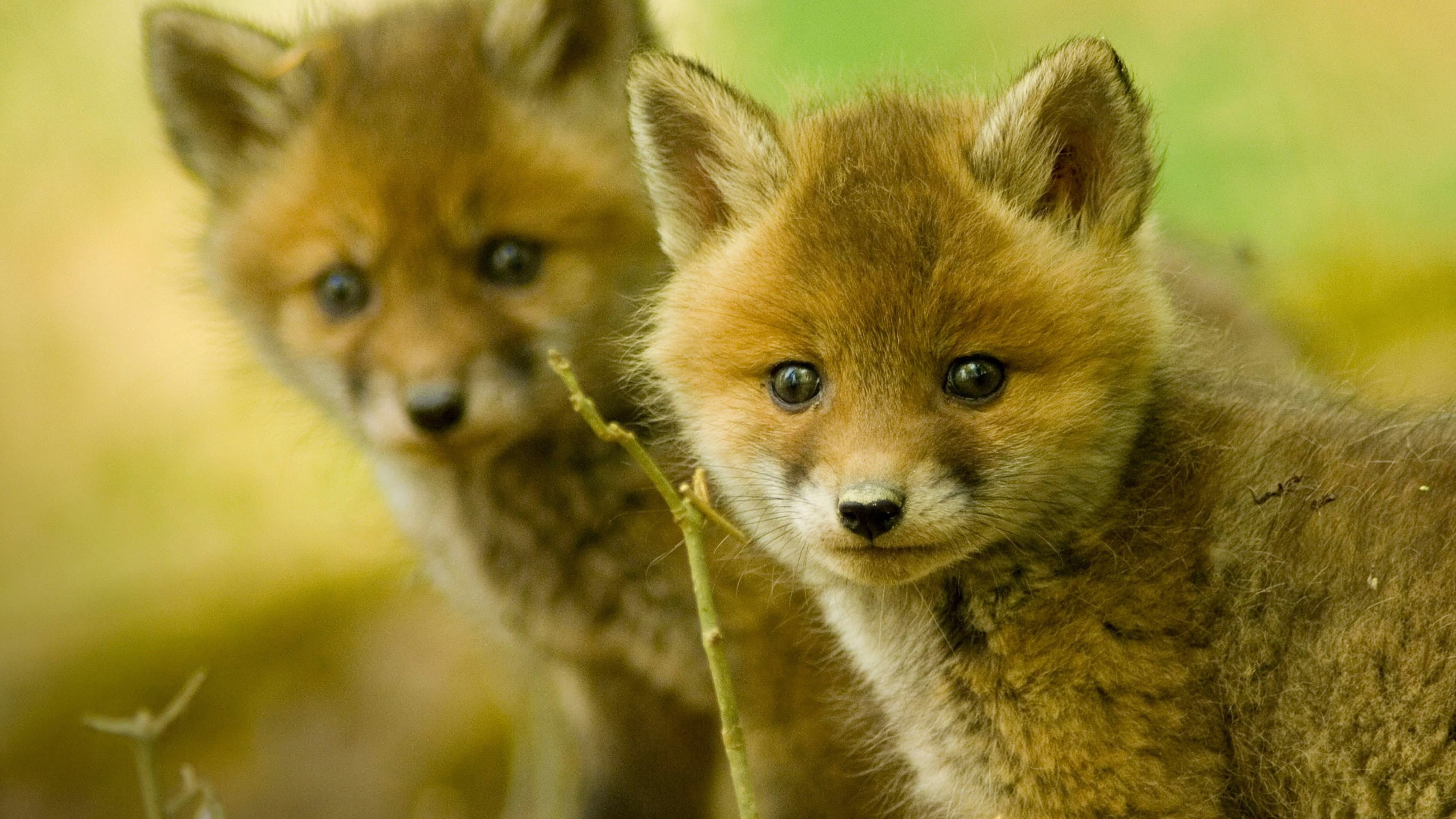 Wildlife SOS