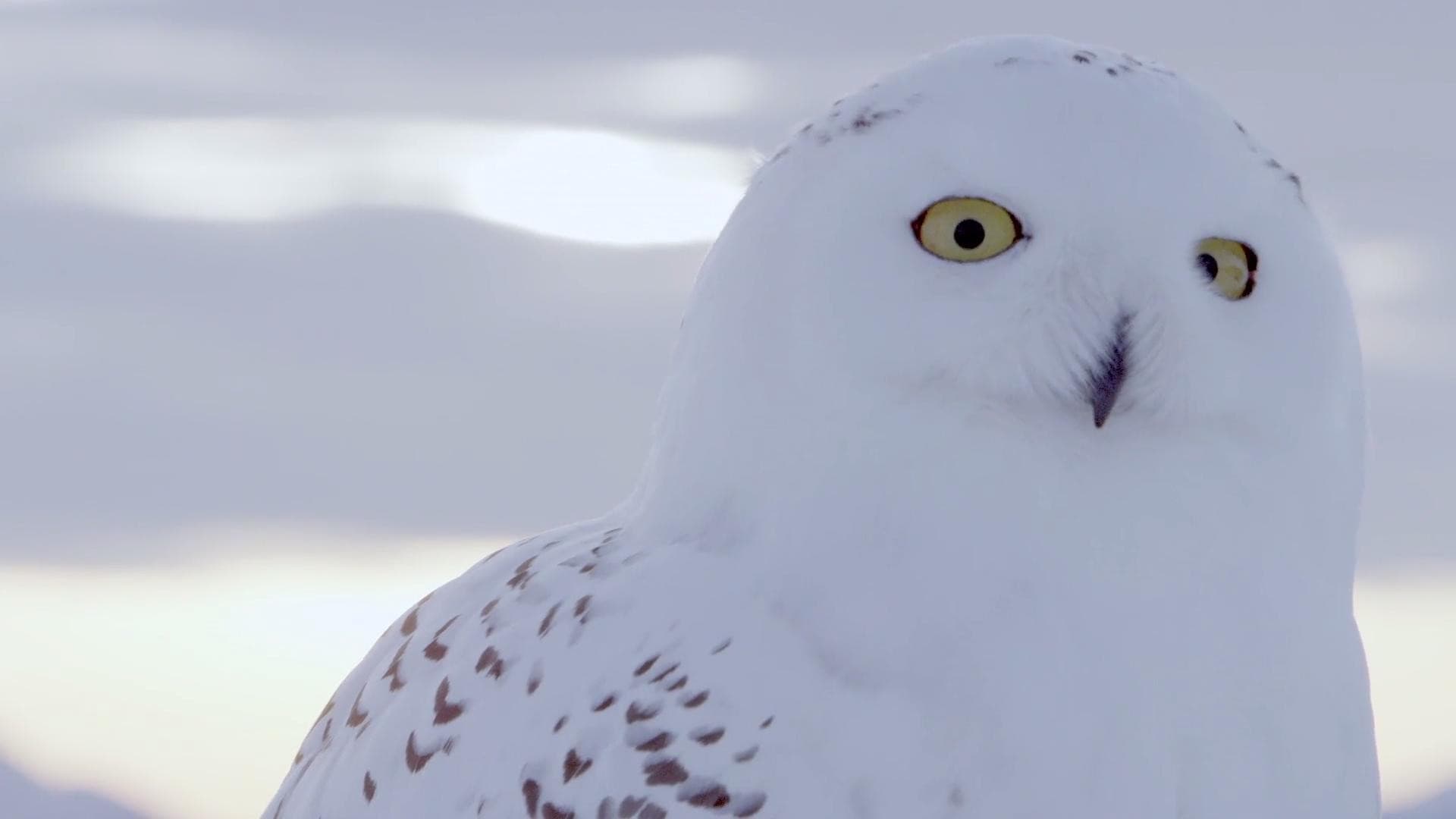 A Winter's Tale: The Journey Of The Snowy Owls