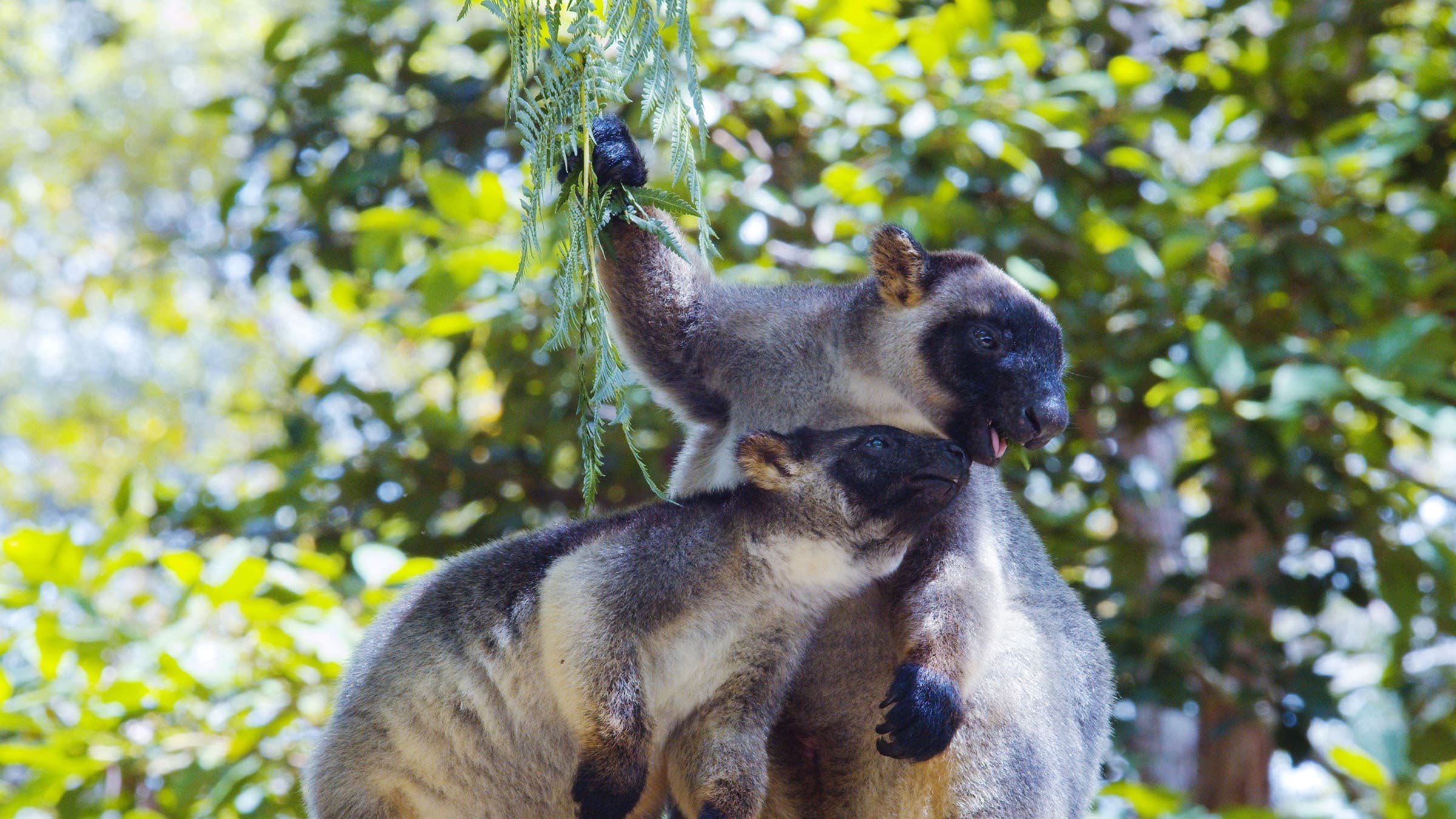 Tree Kangaroos: Ghosts of the Forest