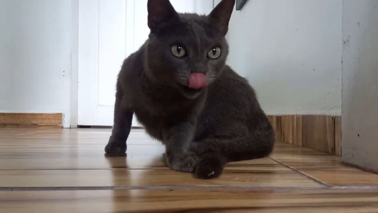 Cats and Cameras