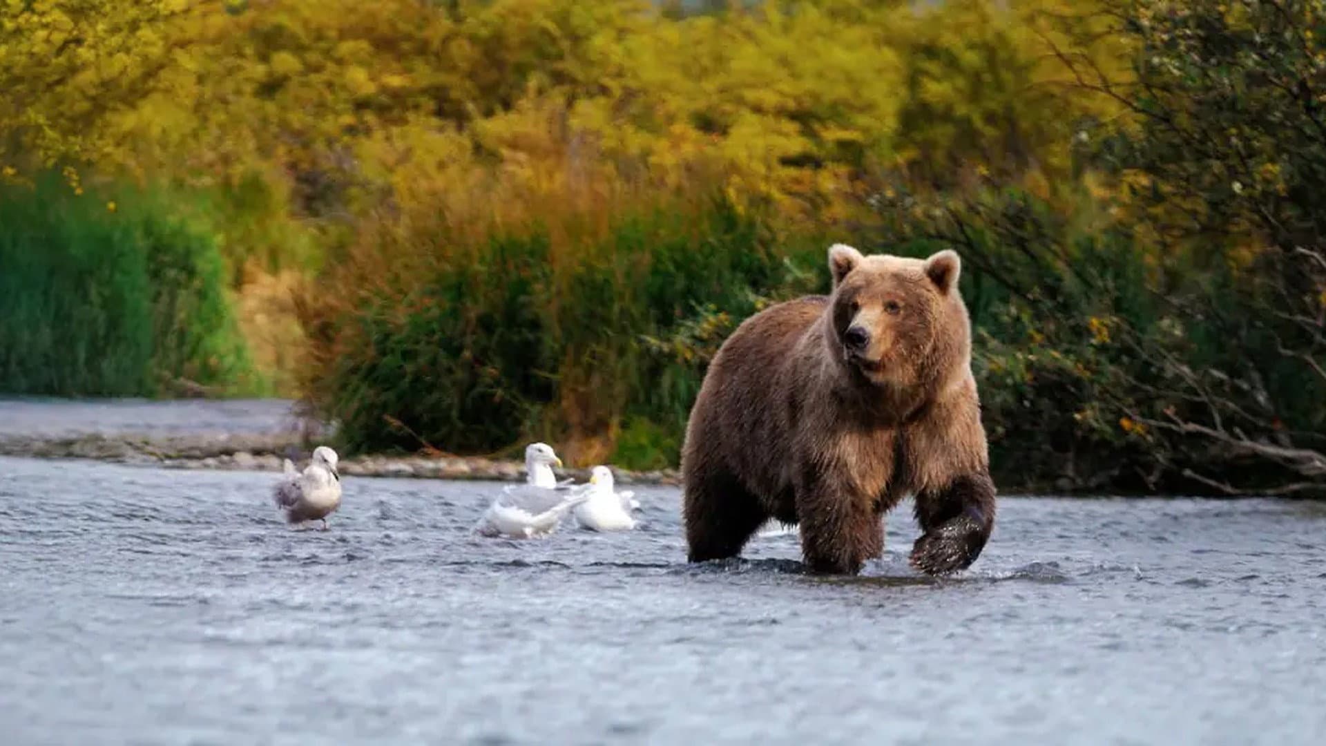 Wild Alaska
