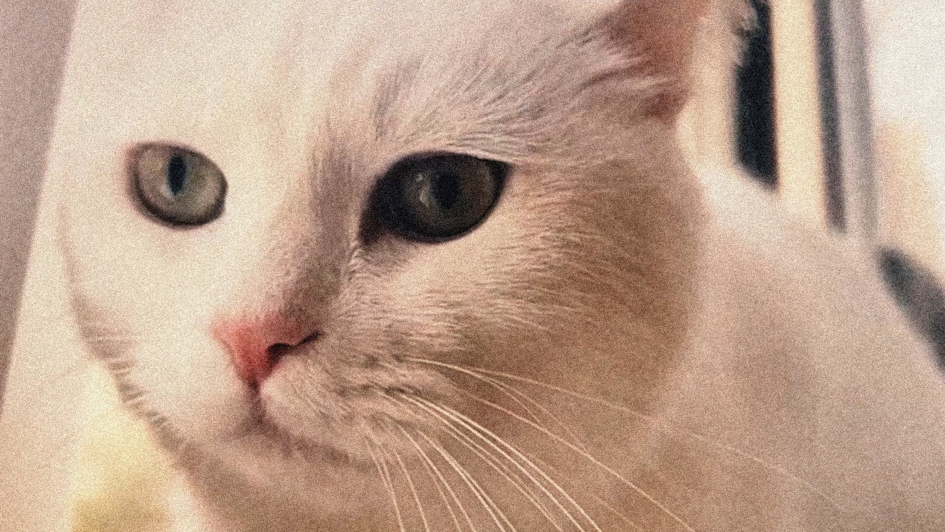 Cat in Absentia