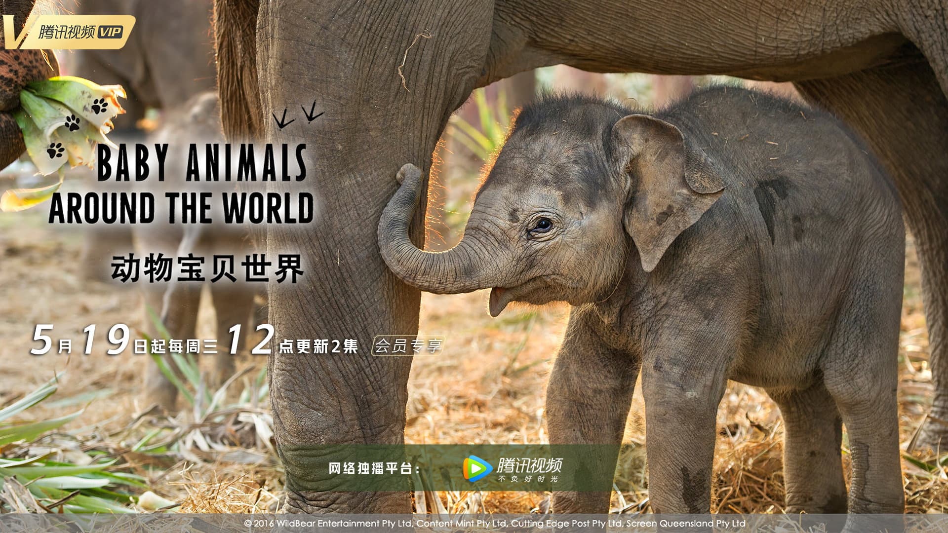 Baby Animals Around the World