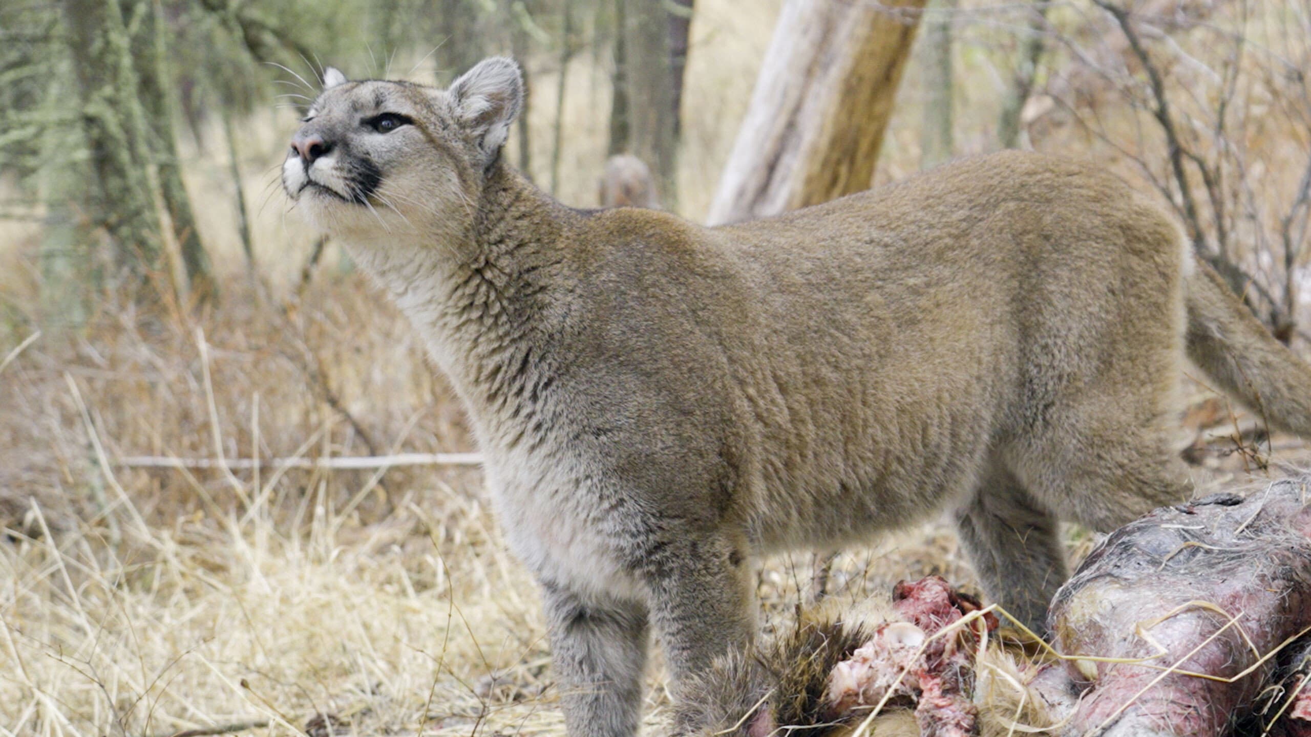 Willow: Diary of a Mountain Lion