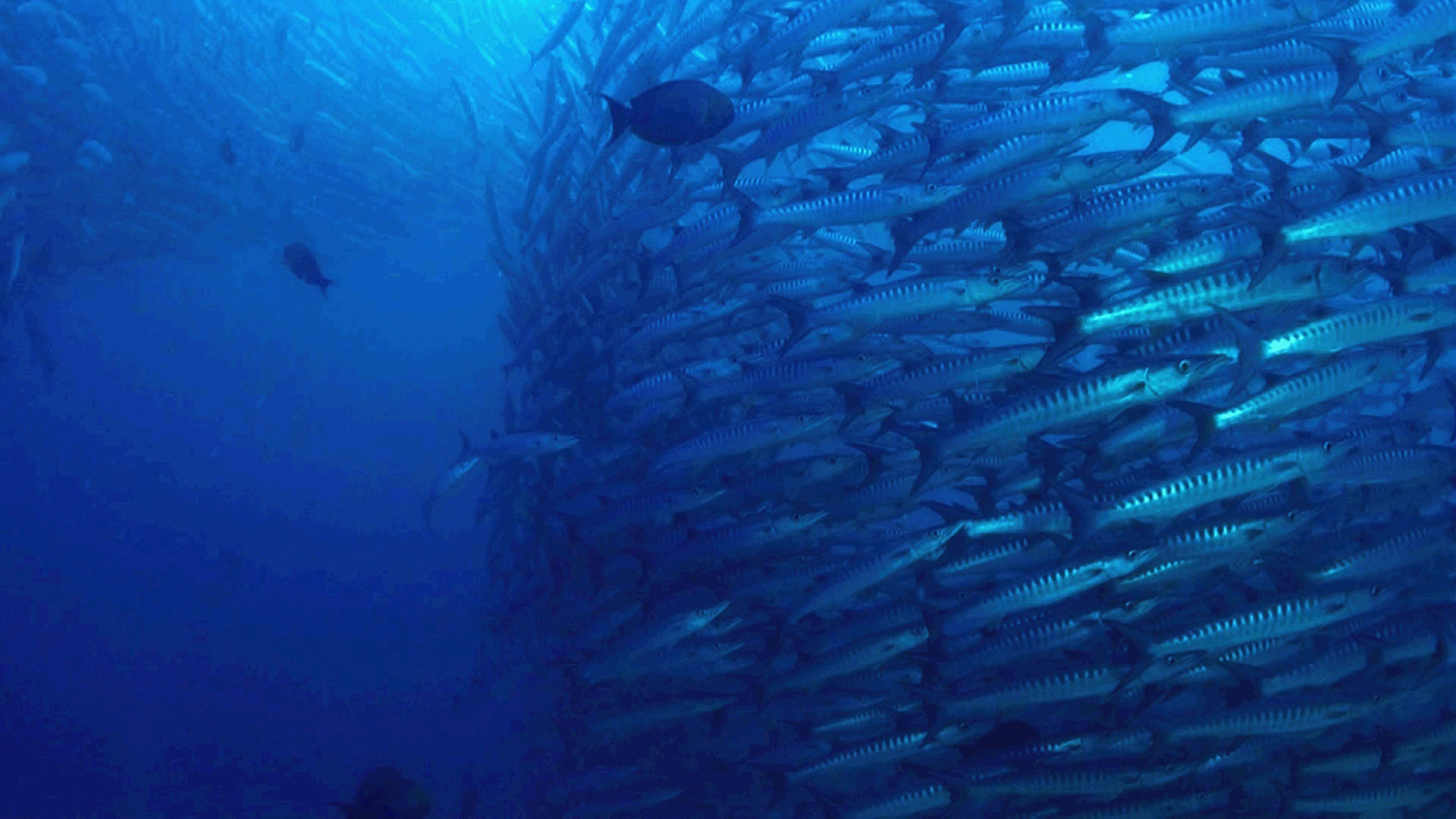 The Magic of the Big Blue. Seven Continents