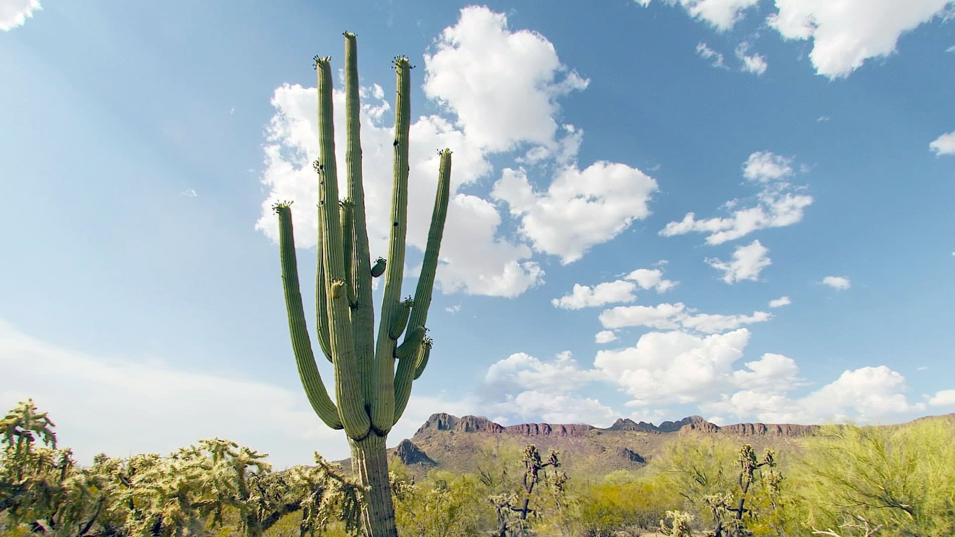 Cactus Hotel