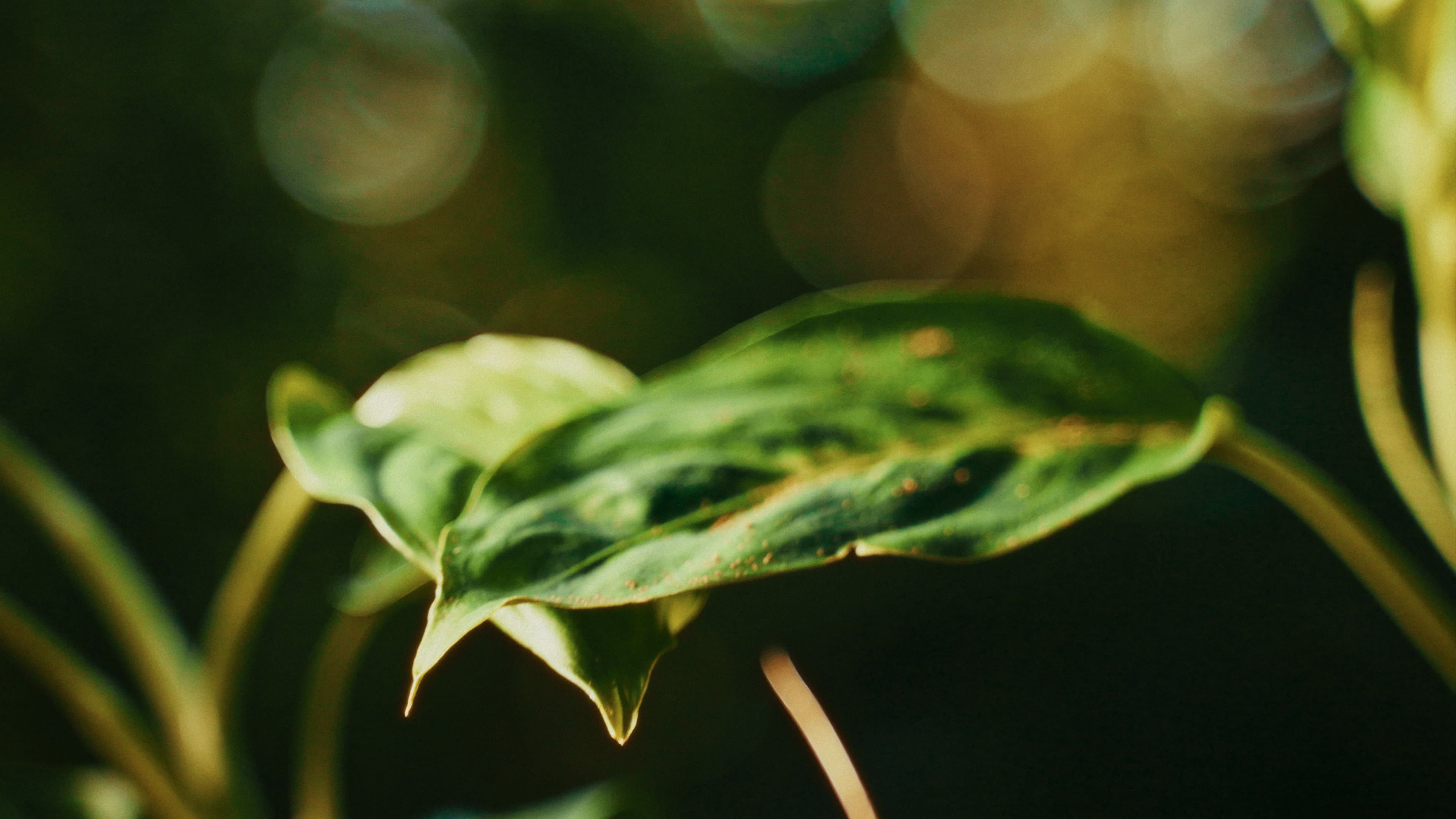 Her Yard