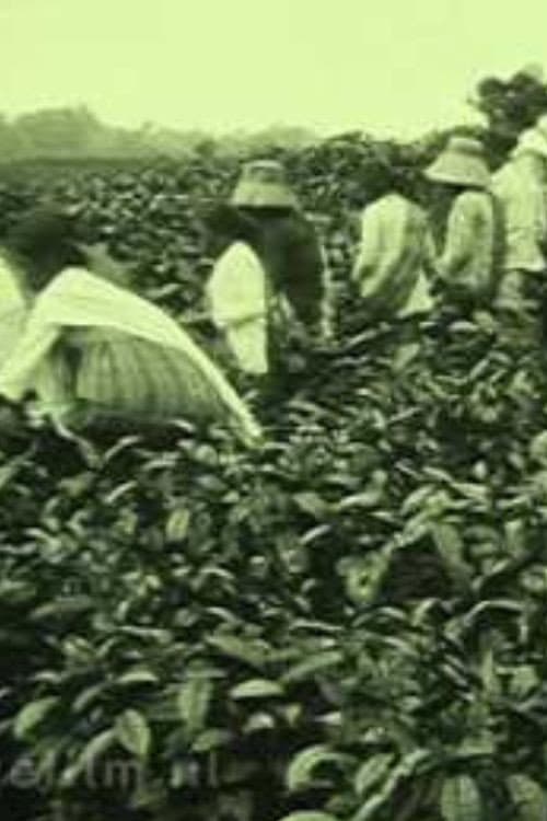 Tea Company of the NILS in Pematang Siantar