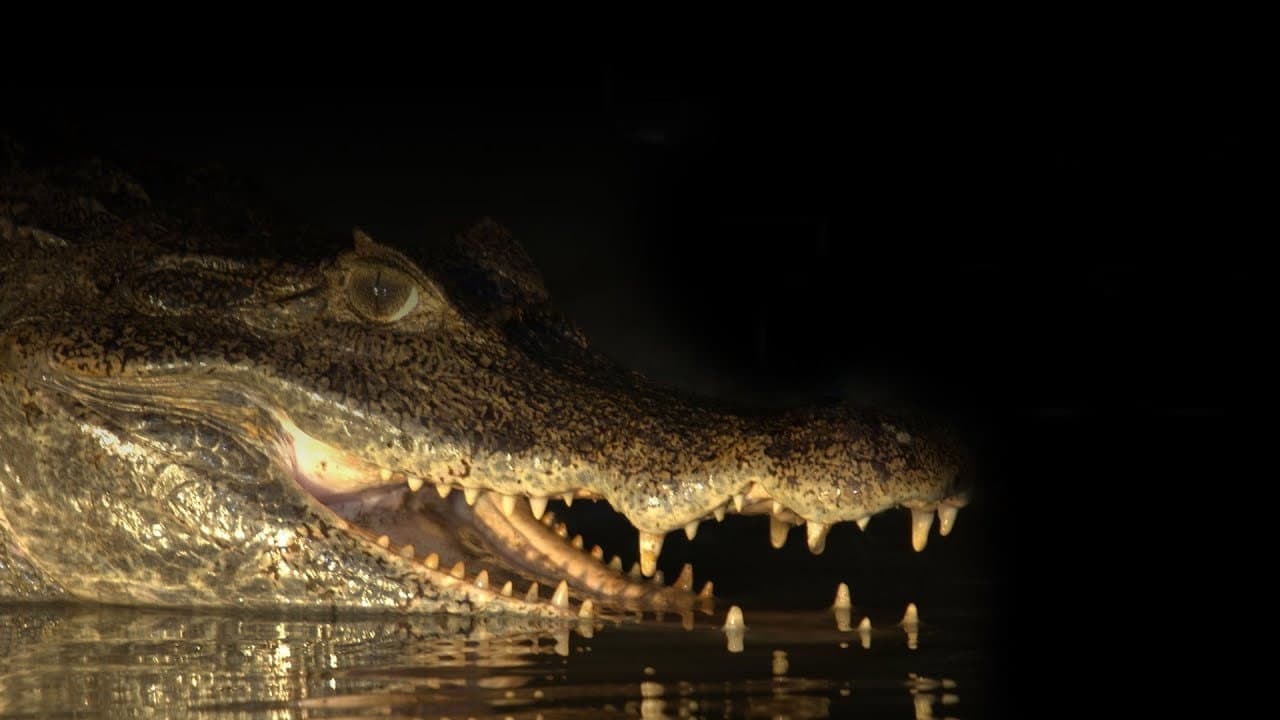 Capturing the Killer Croc
