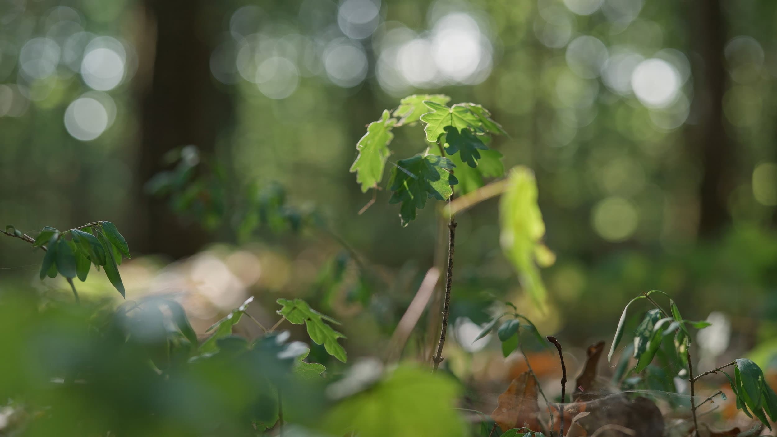 La sagesse de nos arbres