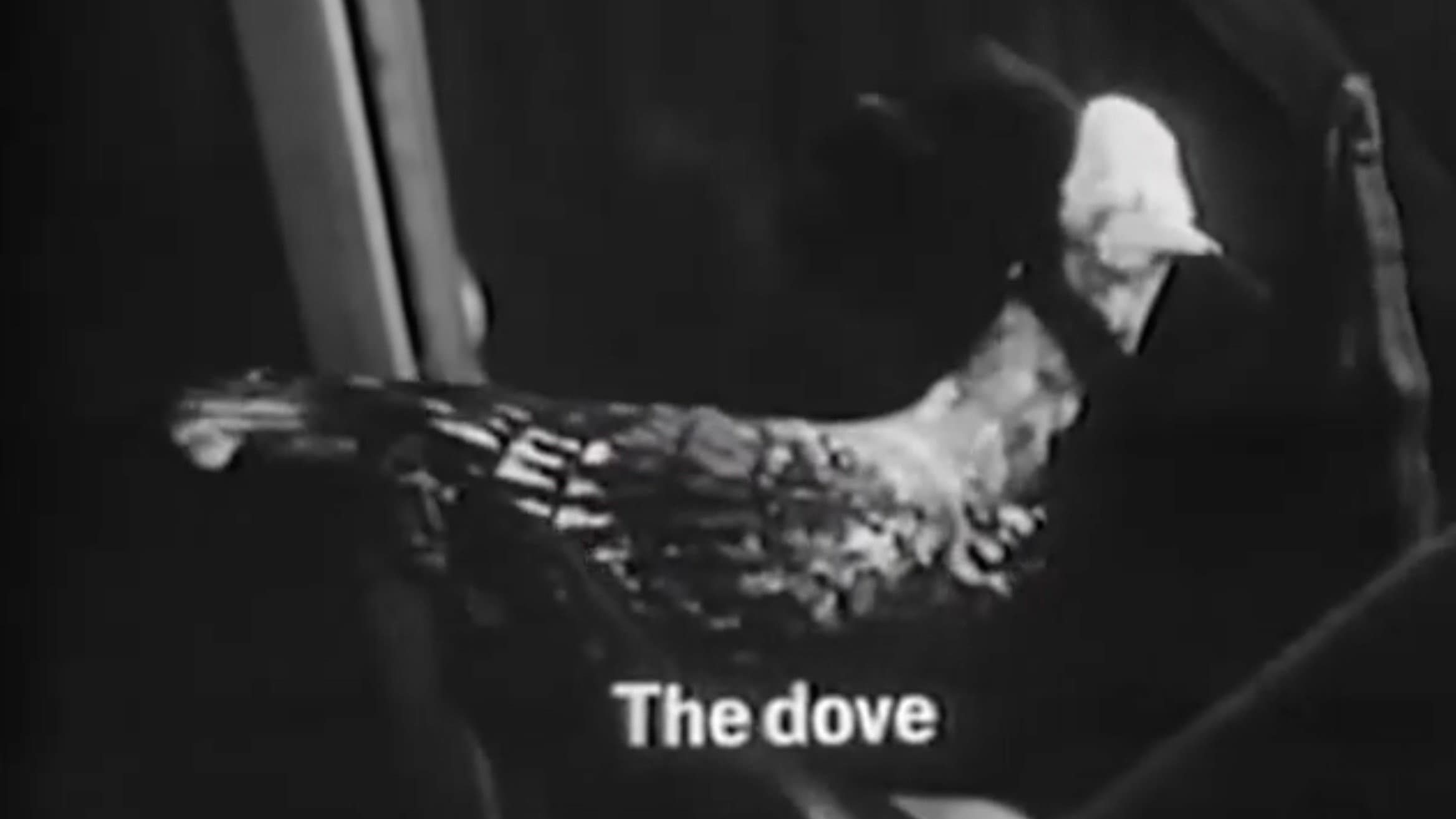 The Dove