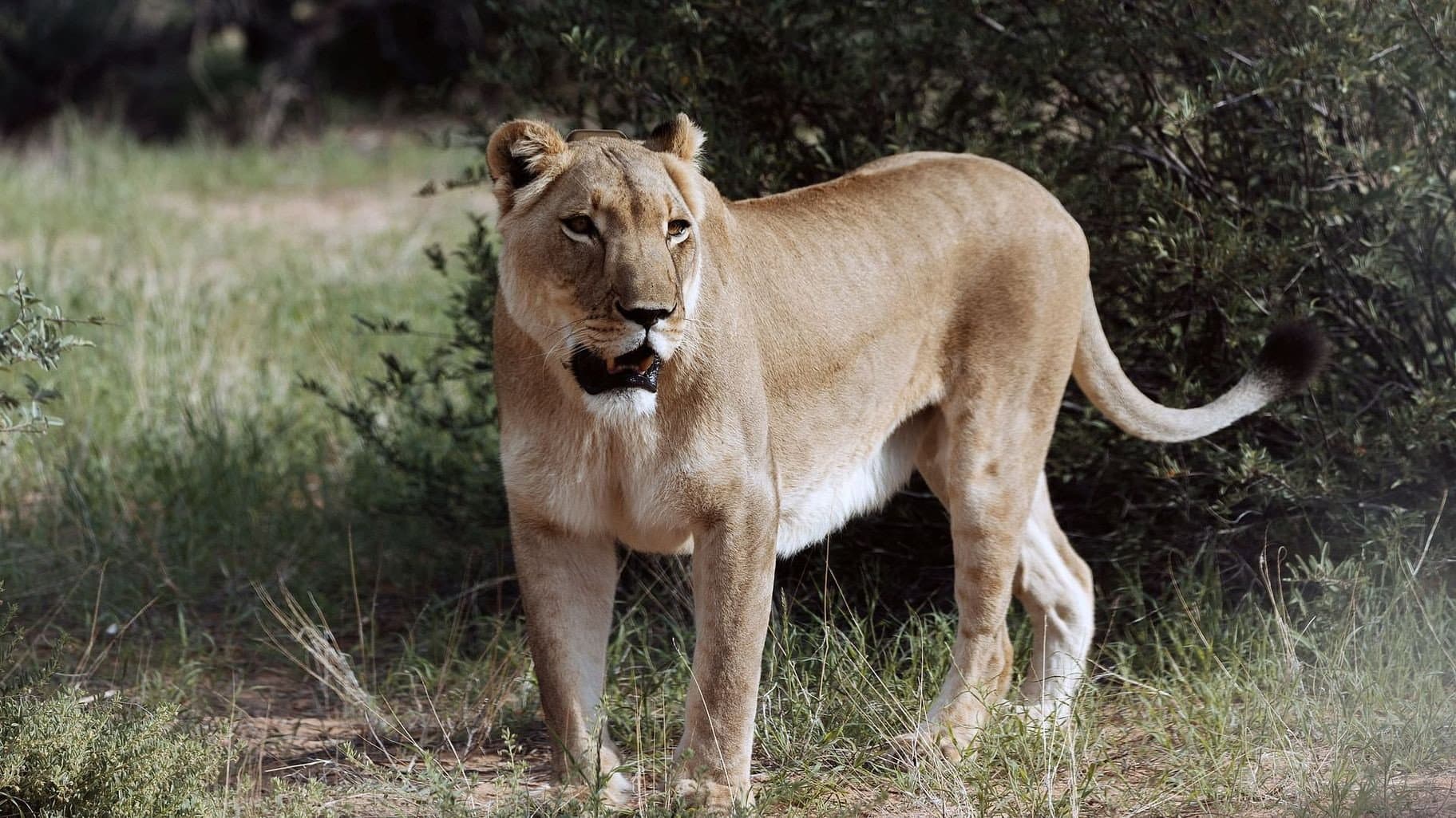Botswana, Leben mit Löwen
