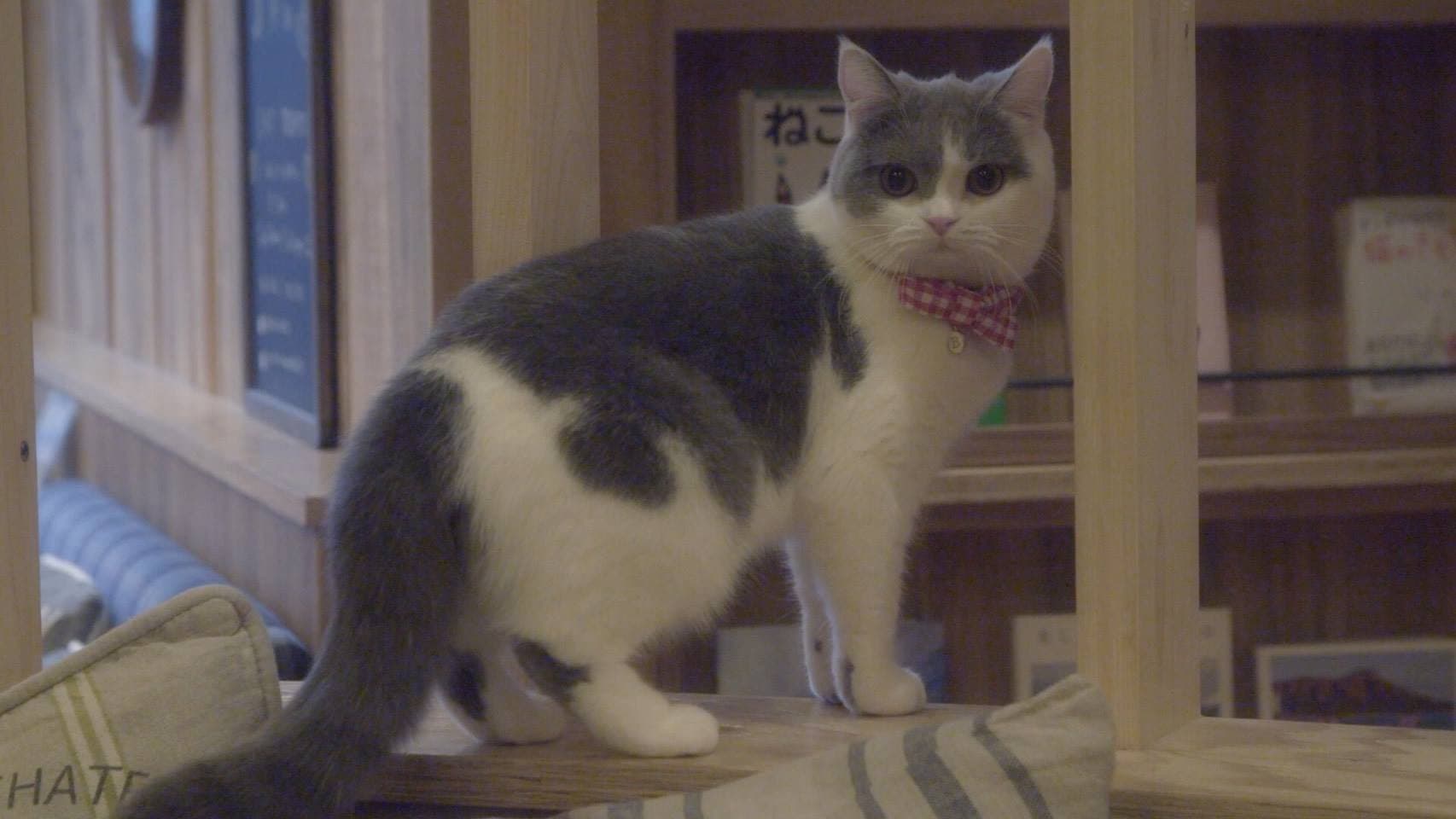 Cat Cafe