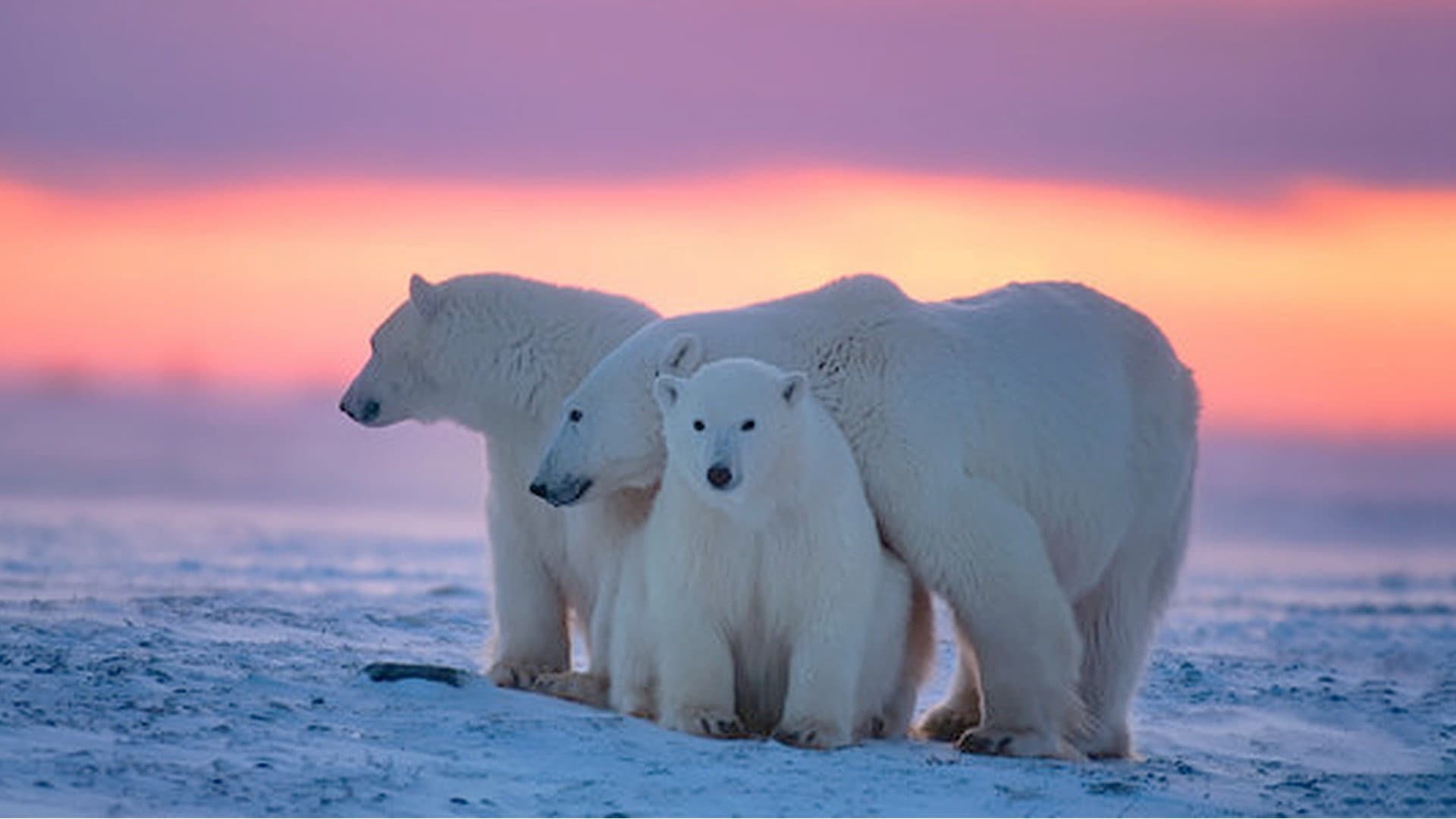 Kingdom of the Polar Bears