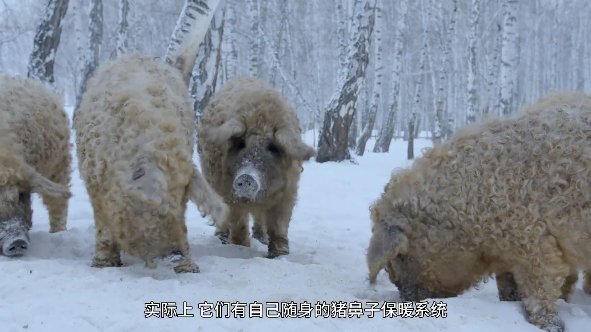 Amazing Pigs