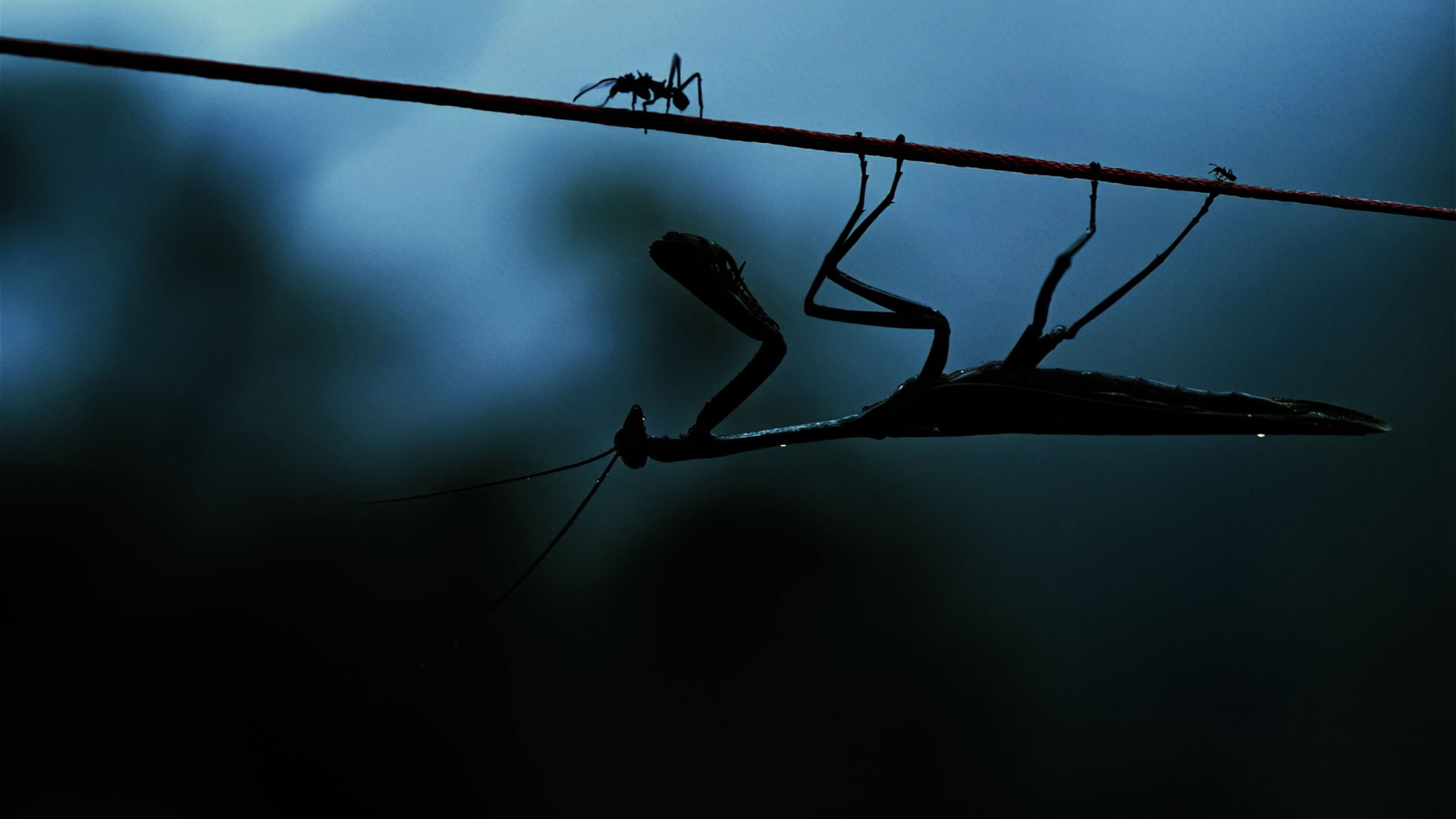 Insects – Hidden Heroes