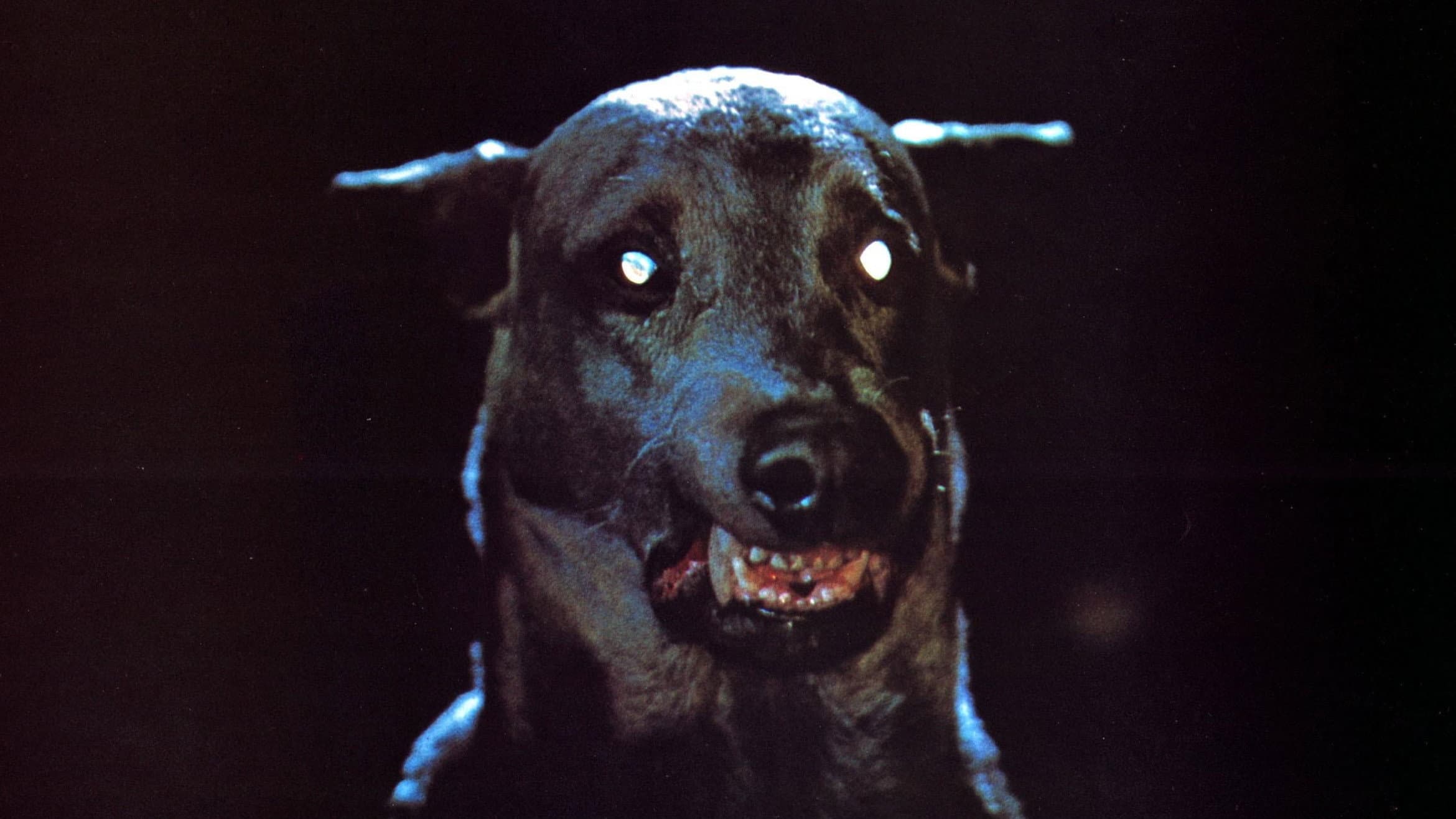 Zoltan… Hound of Dracula