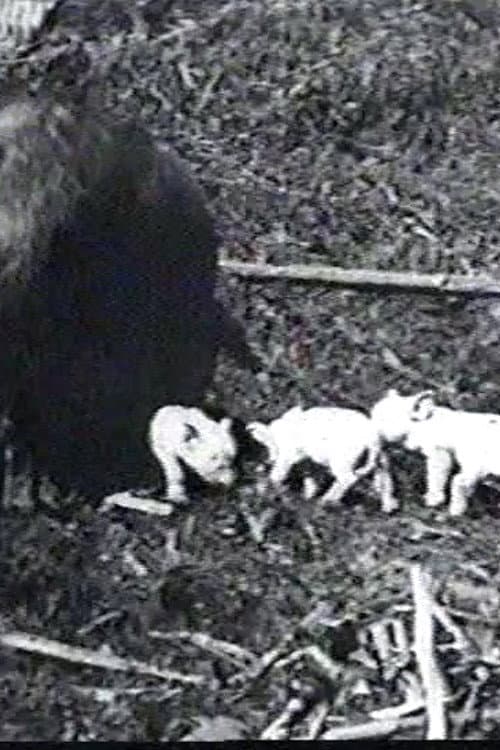 Mamma's Pets